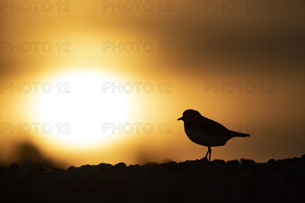 Ringed plover (Charadrius hiaticula) adult bird on a shingle beach at sunset