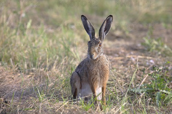 European hare (Lepus europaeus)