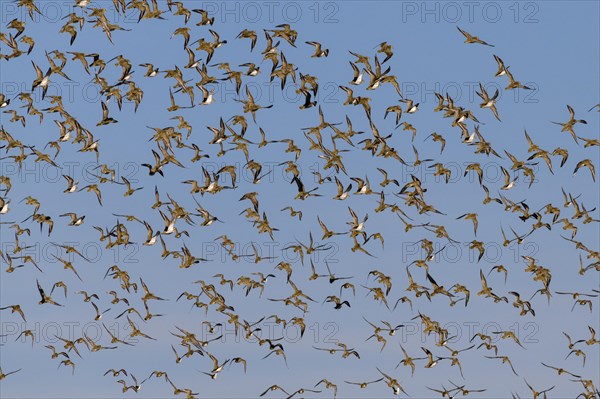 European golden plover (Pluvialis apricaria)