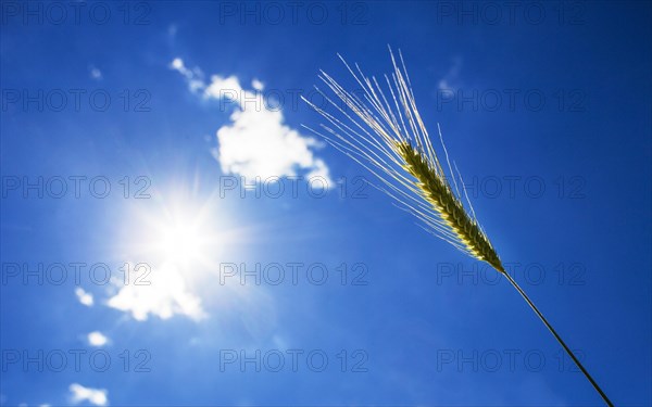 Barley (Hordeum vulgare)