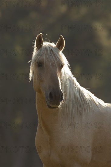 Portrait Iberian young stallion in Isabell color in autumn