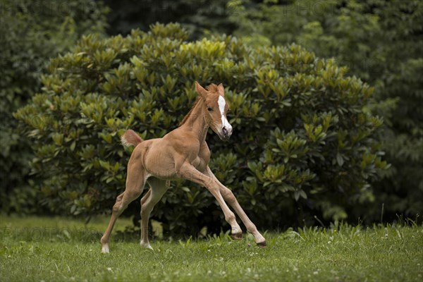 Thoroughbred Arabian filly at a gallop