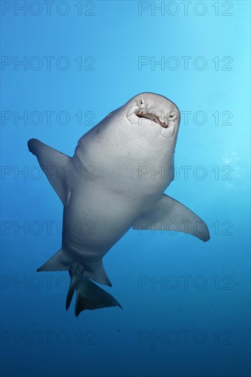 Tawny nurse shark (Nebrius ferrugineus) from below