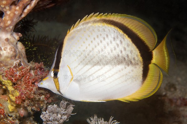 Gold spot butterfly fish (Chaetodon selene)