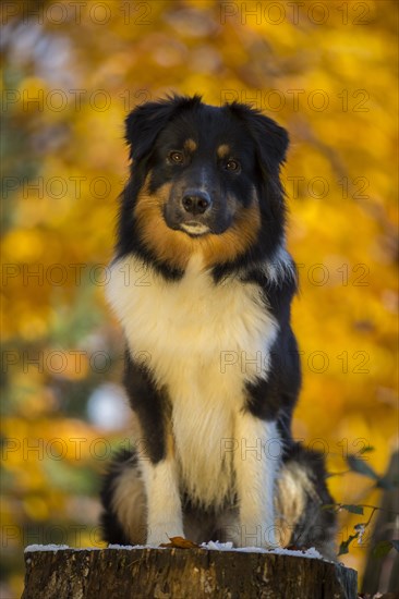 Young Australian Shepherd male in autumn