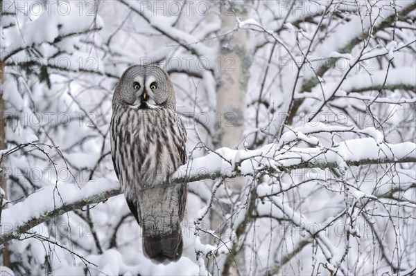 Great grey owl (Strix nebulosa)