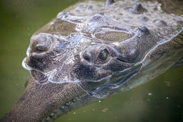 Gharial (Gavialis gangeticus) in water