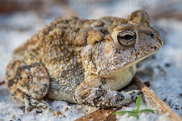 Oak toad (Anaxyrus Quercicus) sitting on sandy forest floor