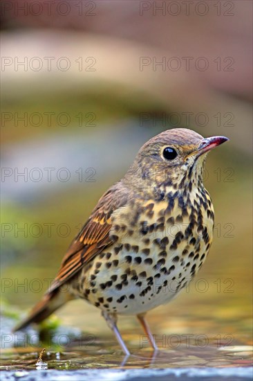 Song thrush (Turdus philomelos) in shallow water