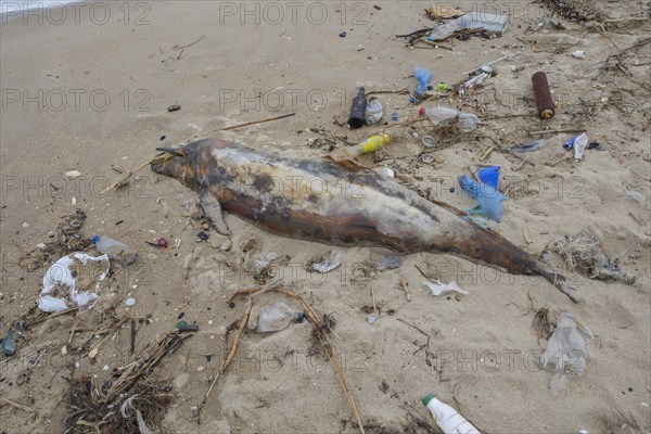 Dead Dolphin washed up on the sandy beach is surrounded by plastic garbage