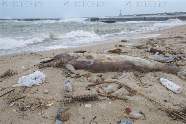 Dead Dolphin washed up on the sandy beach is surrounded by plastic garbage