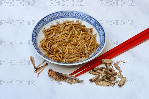 Dried mealworms in bowl