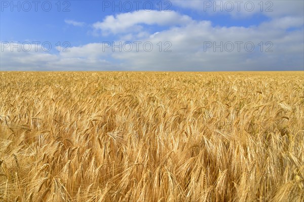 Barley (Hordeum vulgare)