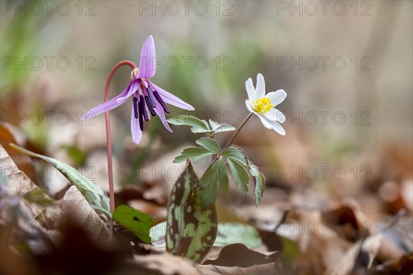 Dog's tooth violetlily (Erythronium dens-canis) and Wood anemone (Anemone nemorosa)