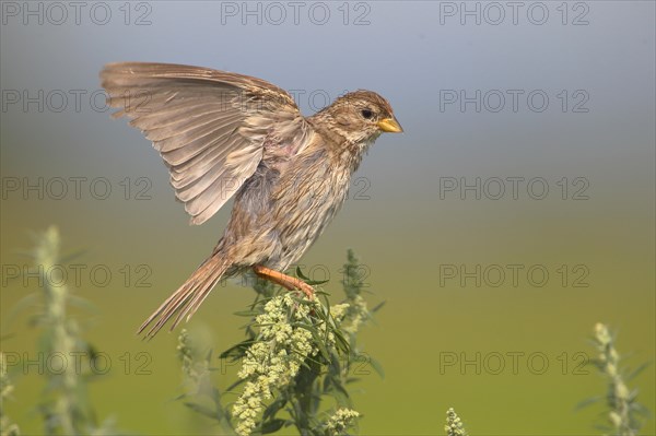 Corn bunting (Emberiza calandra)