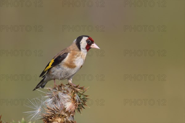 European goldfinch (Carduelis carduelis) sitting on a thistle (Carduus nutans)