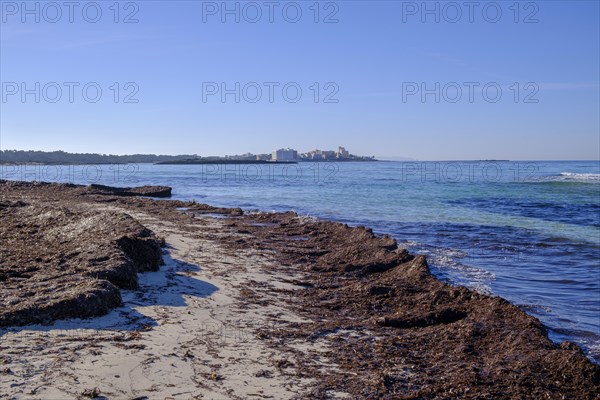 Seaweed washed up on the beach Es Trenc