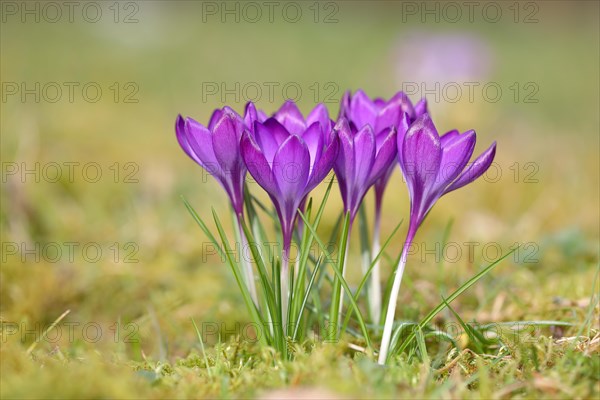 Crocuses (Crocus sp.)