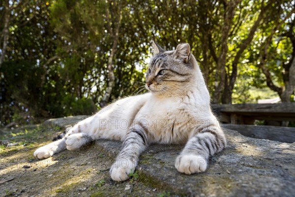 Relaxed cat at a resting place behind the chapel Ermita Santa Clara near Vallehermoso