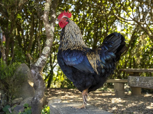 Proud cock at a resting place behind the chapel Ermita Santa Clara near Vallehermoso