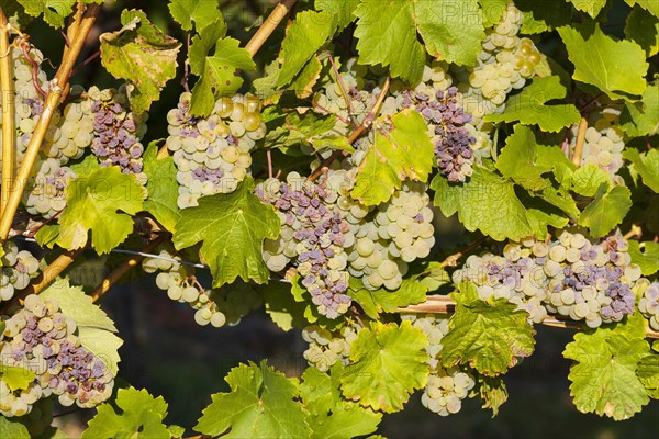 Grapes affected by vinegar rot of the variety Mueller Thurgau