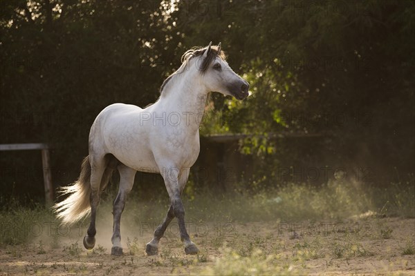 Grey P.R.E. stallion at trot