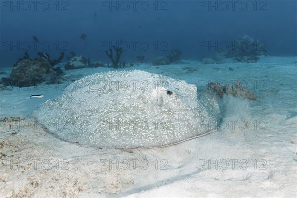 Porcupine ray (Urogymnus asperrimus) lies on sandy bottom