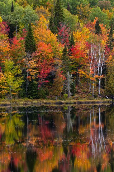 Autumn forest reflected in lake near La Minerve Laurentians Quebec Canada