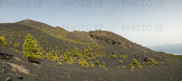 Canary Island pines (Pinus canariensis)