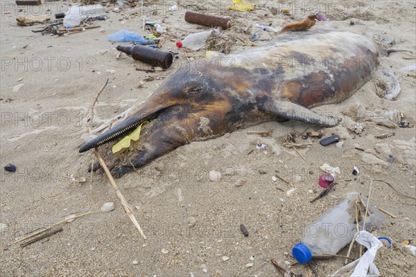 Dead Dolphin washed up on the sandy beach is surrounded by plastic garbage