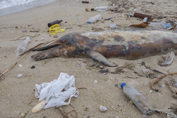 Dead Dolphin washed up on the sandy beach is surrounded by plastic garbage