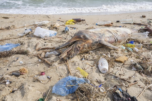 Dead Dolphin washed up on the sandy beach is surrounded by plastic garbage