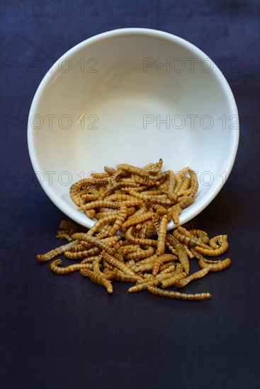 Dried mealworms in bowl