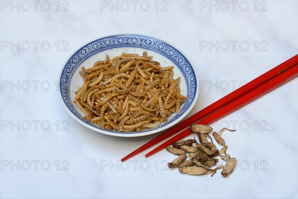 Dried mealworms in bowl and crickets with red chopsticks