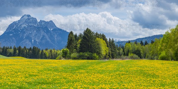 Dandelion (Taraxacum sect. Ruderalia) in spring