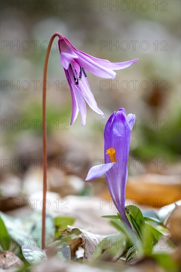 Dog's tooth violetlily (Erythronium dens-canis) and one Crocus (Crocus)