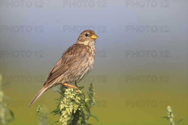 Corn bunting (Emberiza calandra)