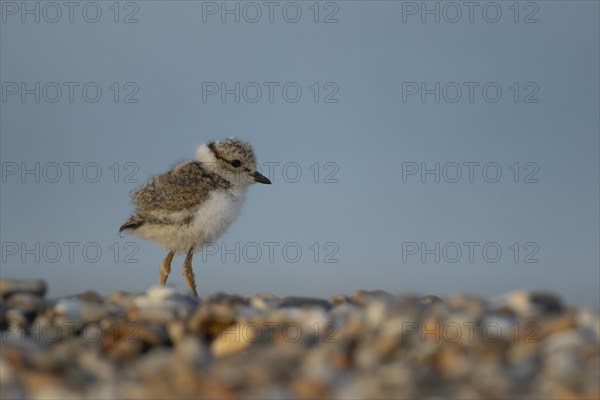 Ringed plover (Charadrius hiaticula) juvenile chick on a shingle beach