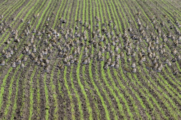 European golden plover (Pluvialis apricaria)