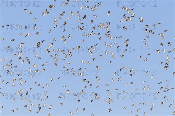 European golden plover (Pluvialis apricaria)