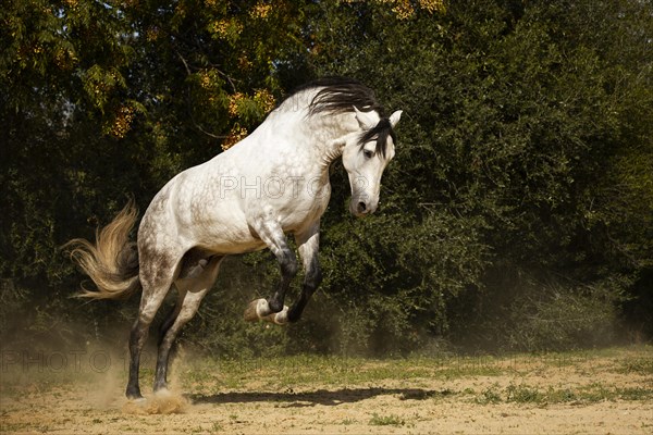 Spanish stallion bucking