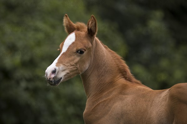 Portrait of a thoroughbred Arabian filly