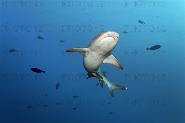 Whitetip reef shark (Triaenodon obesus) from below