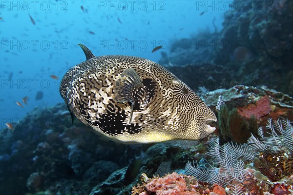 Map pufferfish (Arothron mappa)