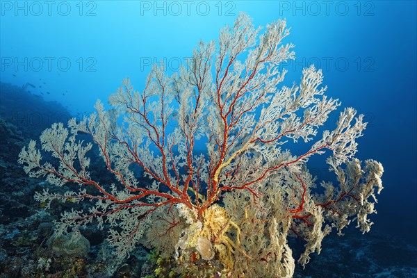 Great Melithaea Gorgonia (Melithaea sp.) Great Barrier Reef