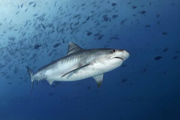 Tiger Shark (Galeocerdo cuvier)