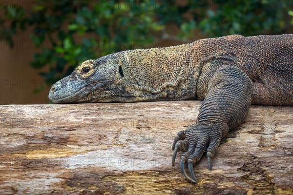 Komodo dragon or Komodo dragon or (Varanus komodoensis) lies on a tree trunk