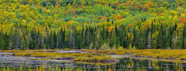 Autumn forest reflected in lake near La Minerve Laurentians Quebec Canada