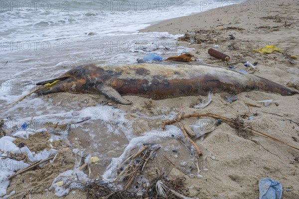 Dead Dolphin washed up on the sandy beach is surrounded by plastic garbage