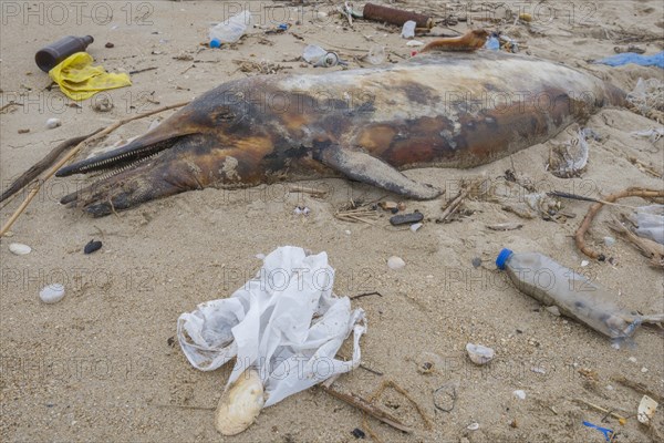 Dead Dolphin washed up on the sandy beach is surrounded by plastic garbage